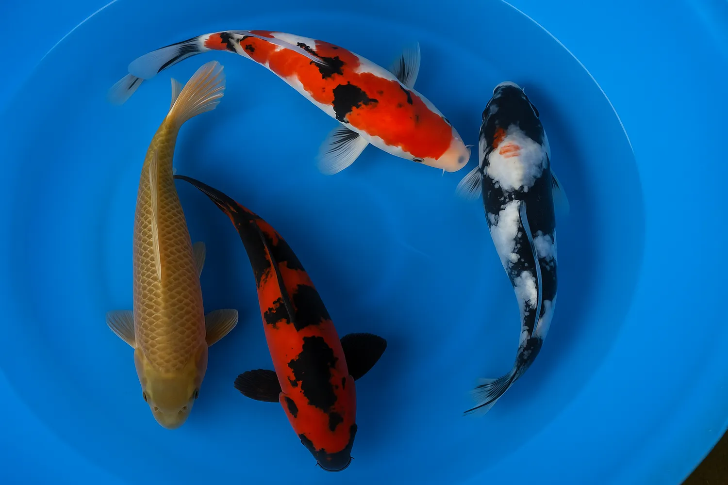 Garnelen TV Japan Koi Hirasawa koi 55–60 cm