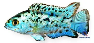 Näsets Ciklidhobby Blue Jack Dempsey ciklid 6–7 cm blå