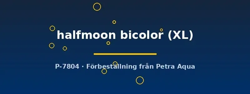 Näsets Ciklidhobby Betta halfmoon bicolor kampfisk hane XL
