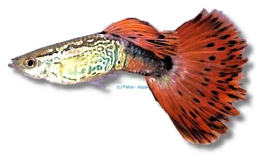 Poecilia reticulata guppy hane snakeskin red blond 3–4 cm