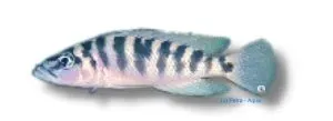Näsets Ciklidhobby Barred Lamprologus akvariefisk 3–4 cm randig