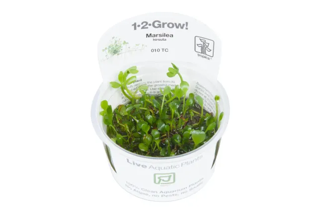 Akvarievalvet Marsilea hirsuta akvarieväxt kruka matta
