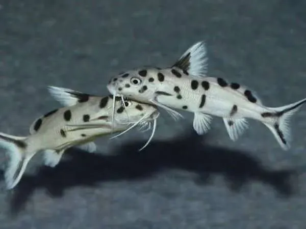 Näsets Ciklidhobby Synodontis polli vit mal 4–5 cm