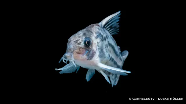 Garnelen TV Ögonstreck Hoplisoma schwartzi pansarmal