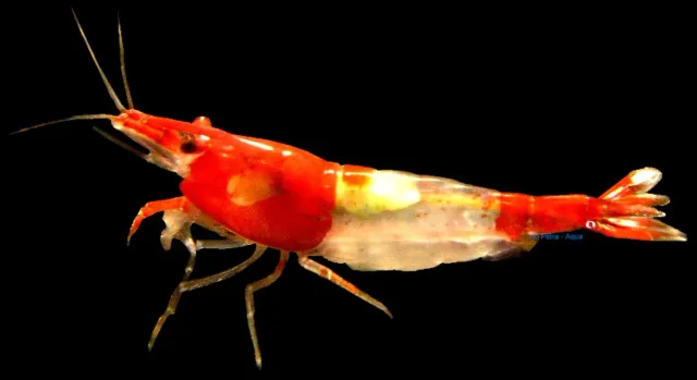 Näsets Ciklidhobby Rilli räka 1–1,5 cm