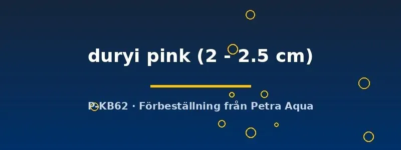 Planorbella duryi pink posthornssnäcka 2–2,5 cm rosa