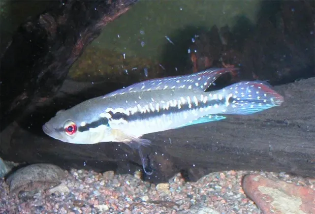 Näsets Ciklidhobby Crenicichla menezesi gäddciklid 5–6 cm