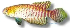 Näsets Ciklidhobby Myers Pearlfish akvariefisk 3–4 cm