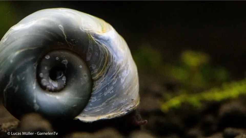 Garnelen TV Avatar Planorbella duryi duryi akvariesnäcka blå 1 st