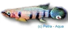 Epiplatys dageti Red killifisk 3–5 cm lugn ytfisk