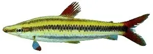 Näsets Ciklidhobby Anostomus anostomus headstander 7,5–9 cm