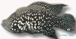 Näsets Paratilapia blekkeri ciklid 3–4 cm vildform