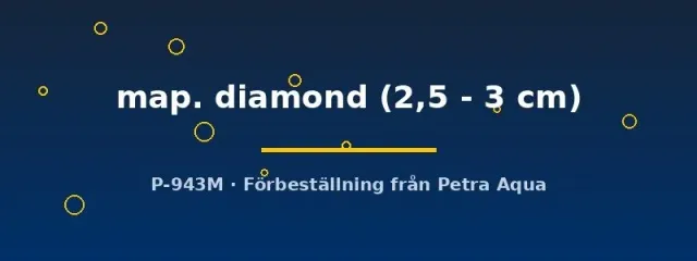 Näsets Pterophyllum scalare map diamond skalar 2,5–3 cm