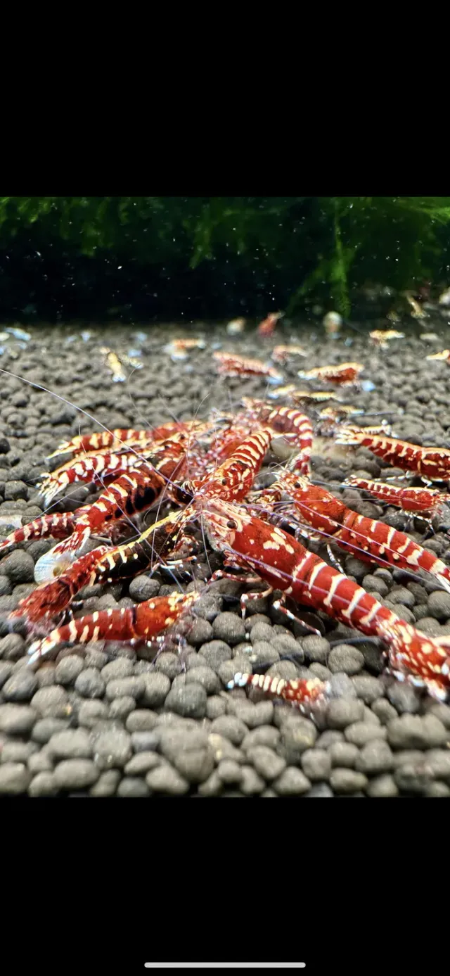 Näsets Ciklidhobby Caridina Red Galaxy Tiger akvarieräka