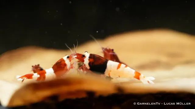 Garnelen TV Red Wine Caridina räka Taiwan Bee