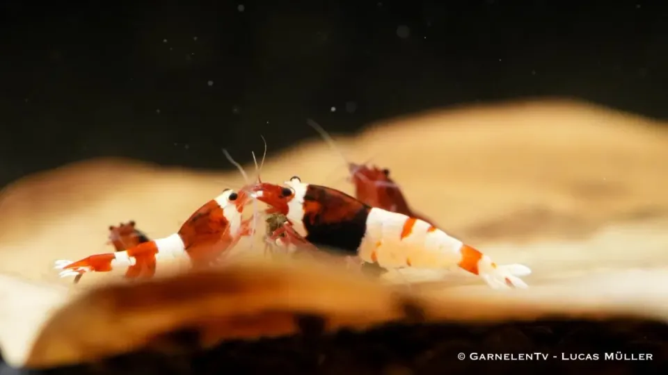 Garnelen TV Red Wine Caridina räka Taiwan Bee