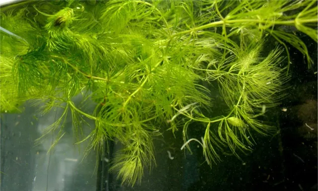 Näsets Ciklidhobby Ceratophyllum demersum växt portion syresättare