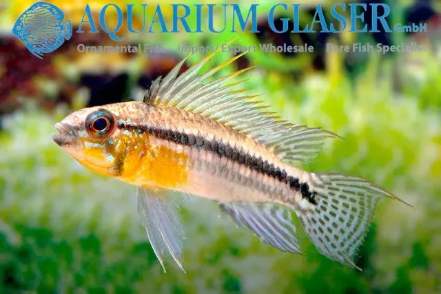 Näsets Apistogramma bitaeniata Yellow Napo vild ciklid