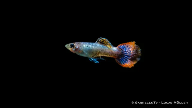 Garnelen TV Purple Flame guppy Poecilia reticulata hane orange