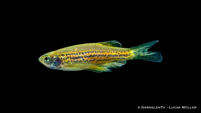 Garnelen TV Leopardbärbling Danio frankei long fin akvariefisk