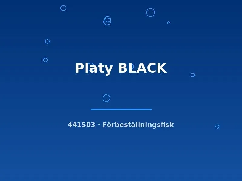 Näsets Ciklidhobby Platy Black platy lg svart