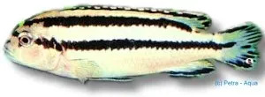 Näsets Ciklidhobby Melanochromis paralellus ciklid 4–5 cm malawi