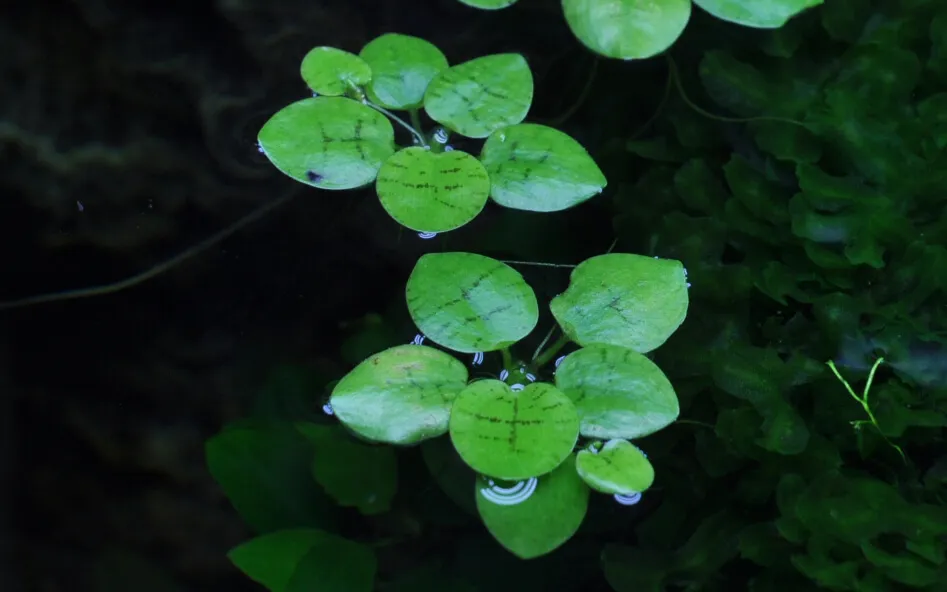 Akvarievalvet Limnobium laevigatum flytväxt