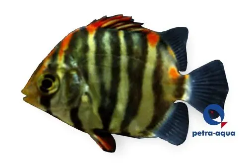 Scatophagus argus red akvariefisk 4–5 cm