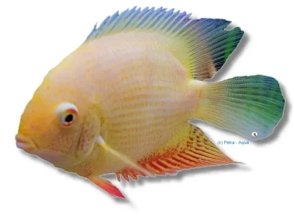 Näsets Ciklidhobby Heros severum gold akvariefisk 2–2,5 cm guld