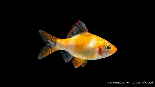 Garnelen TV Sumatrabarb Gold stimfisk gyllene
