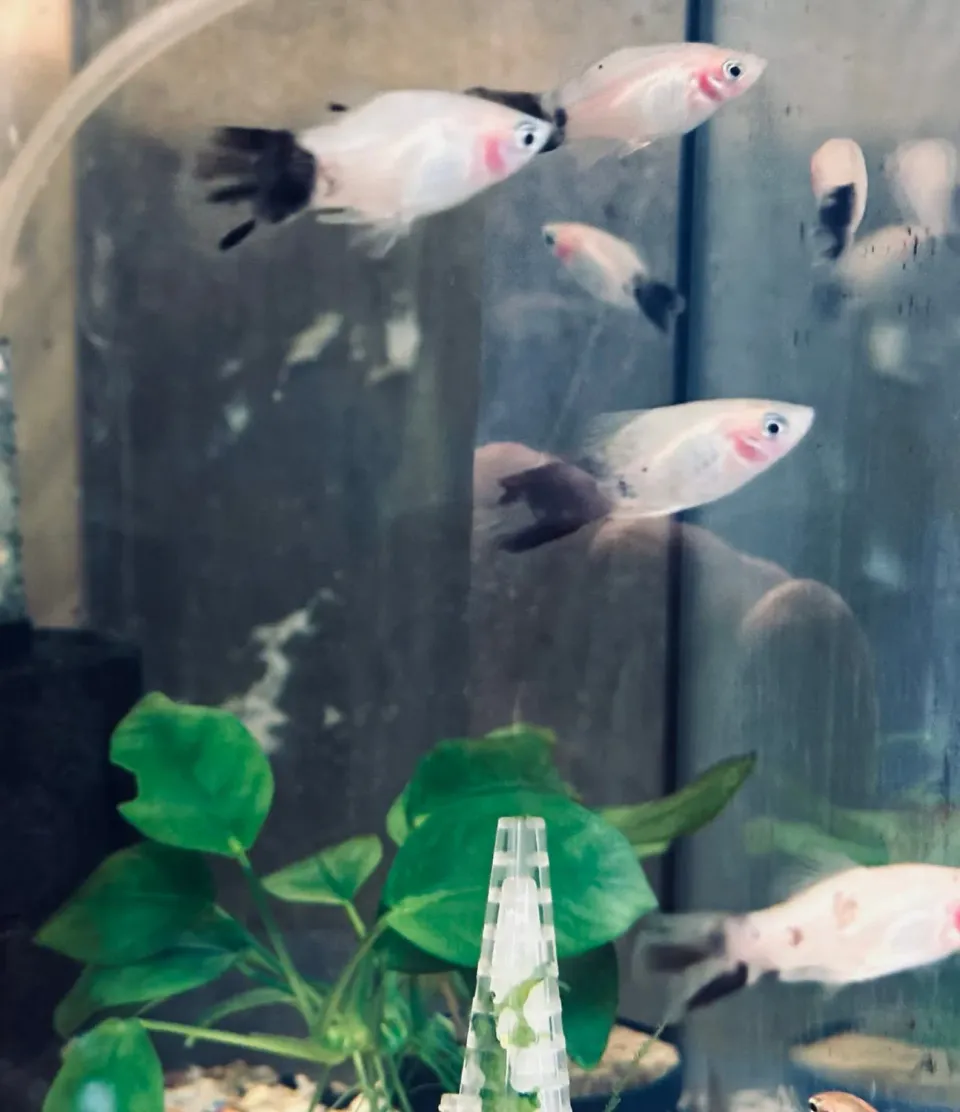 Näsets Ciklidhobby Xiphophorus maculatus Panda platy 50l