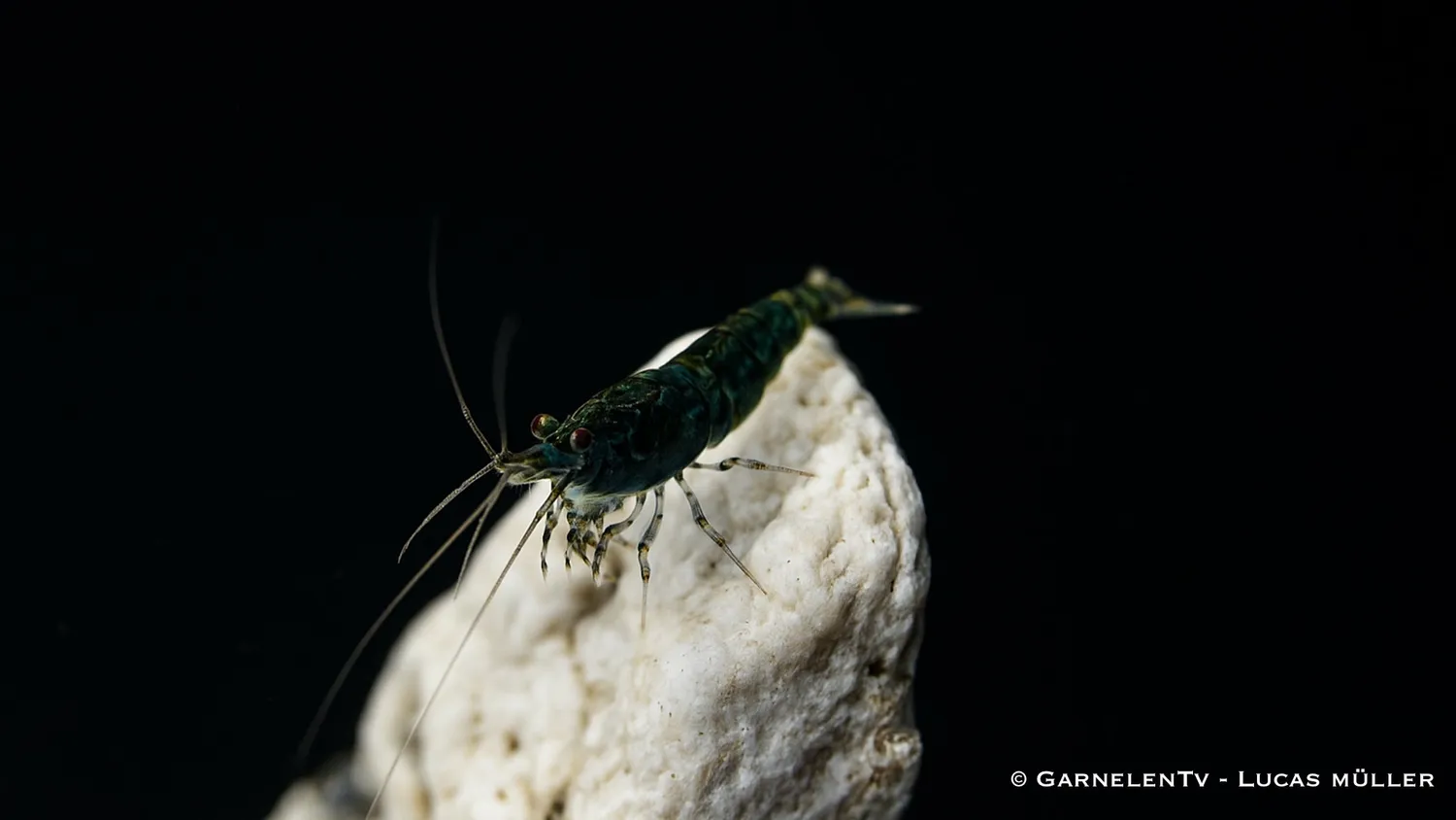 Garnelen TV Green Jade Neocaridina akvarieräka grön
