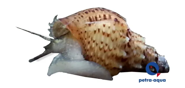 Thiara winteri akvariesnäcka 1–2 cm sandsnäcka