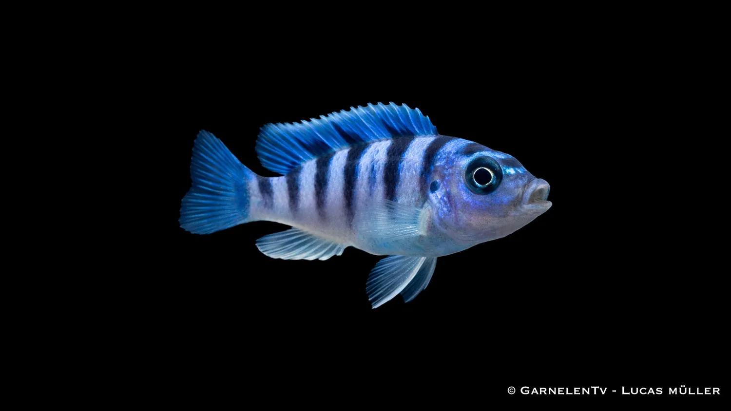 Garnelen TV Lombardoi Pseudotropheus lombardoi ciklid