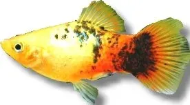 Näsets Ciklidhobby Platy Gold Koi akvariefisk 3–4 cm sällskap
