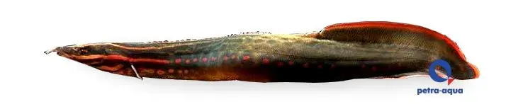 Näsets Ciklidhobby Fire Eel ål 7–10 cm nattaktiv