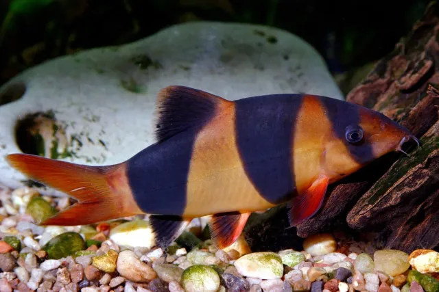 Näsets Ciklidhobby Chromobotia macracanthus praktbotia 4–5 cm