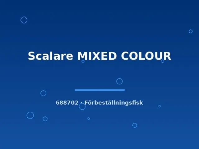 Scalare Mixed Colour skalar akvariefisk md färgmix