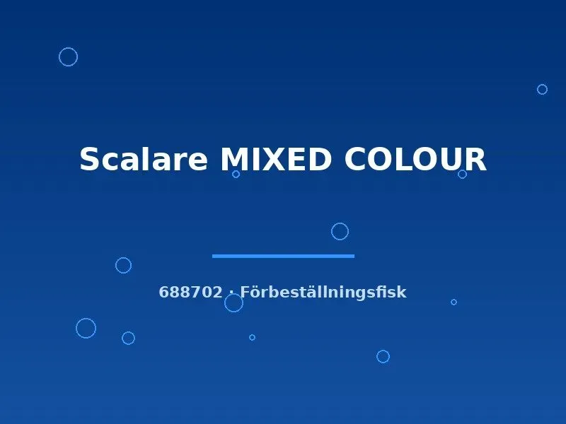 Scalare Mixed Colour skalar akvariefisk md färgmix