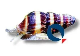 Näsets Ciklidhobby Killer snail rov snäcka 0,5–1 cm Helena