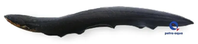 Näsets Ciklidhobby Electrophorus electricus akvariefisk 11–15 cm