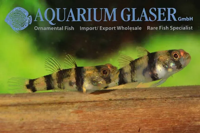 Näsets Ciklidhobby Brachygobius aggregatus smörbult sm