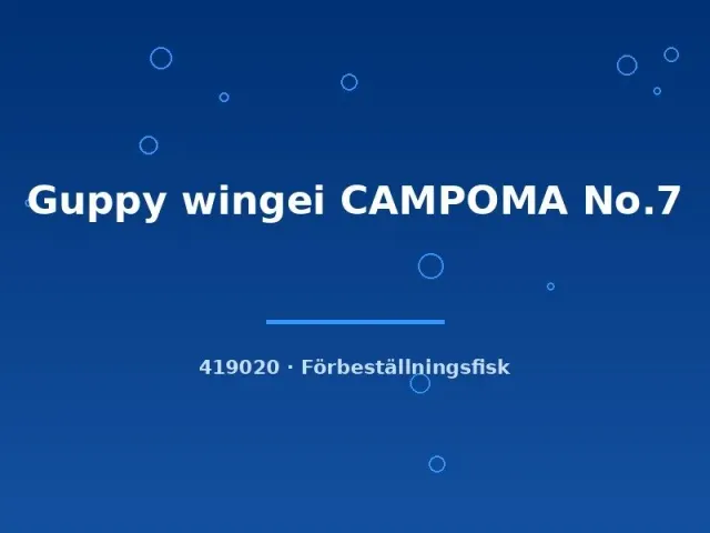 Poecilia wingei Campoma No.7 guppy md vildform
