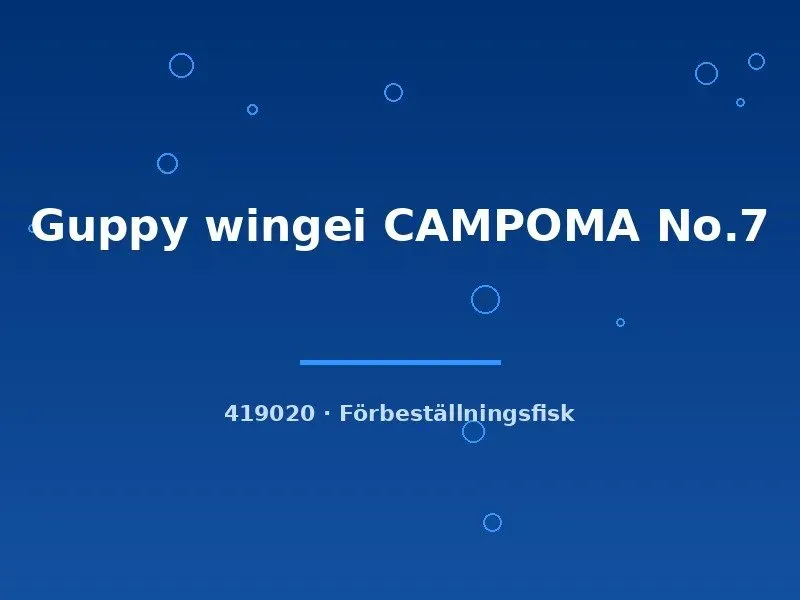 Poecilia wingei Campoma No.7 guppy md vildform