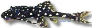 Petra-Aqua Acanthicus adonis sugmal 2–3 cm mörktecknad