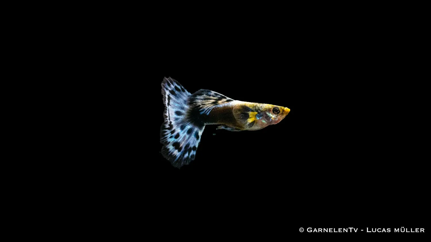 Garnelen TV Guppy Dumbo Ear Blau guppyhane 3-4 cm