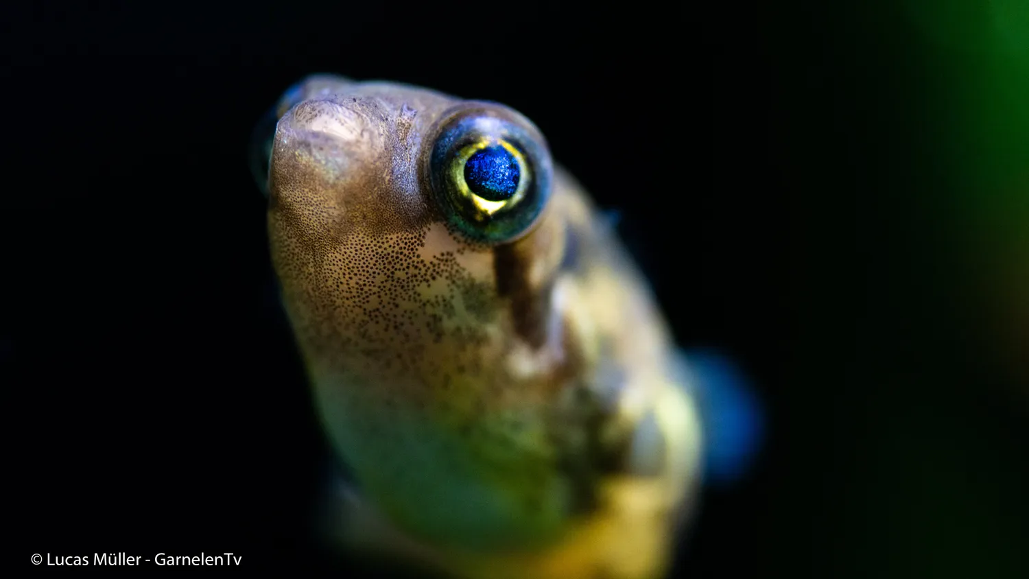 Garnelen TV Erbsenkugelfisch kulfisk 2,5 cm