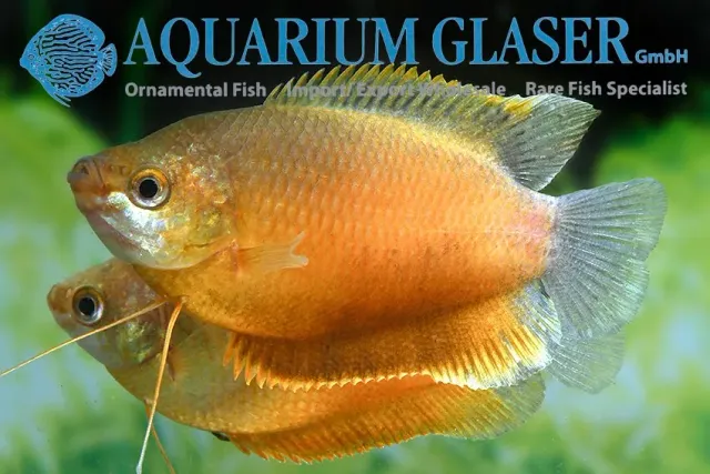 Näsets Ciklidhobby Colisa labiosa Rubin Red gurami lg–xl röd