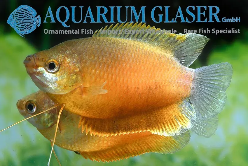 Näsets Ciklidhobby Colisa labiosa Rubin Red gurami lg–xl röd