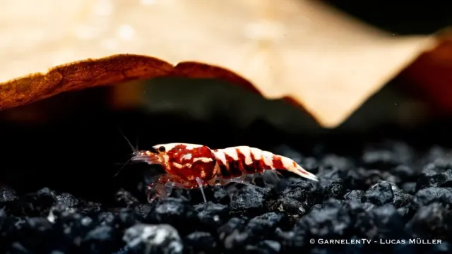 Garnelen TV Röd Pinto Zebra akvarieräka Caridina